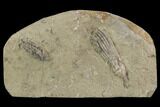 Crinoid Plate ( species) - Crawfordsville #94368-1